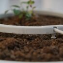 איך משקים את צמחי הקנאביס בחממות הרפואי נטפים
