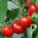 זרעי עגבניה אדומה לגידול מאכל