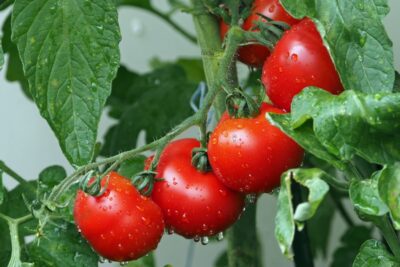 זרעי עגבניה אדומה לגידול מאכל