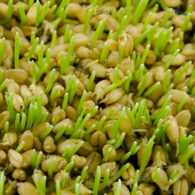 הנבטת זרעי חיטה לגידול עשב חיטה מזין