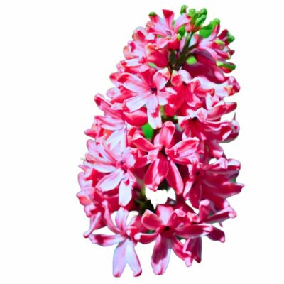 Hyacinthus orientalis יקינטון אדום