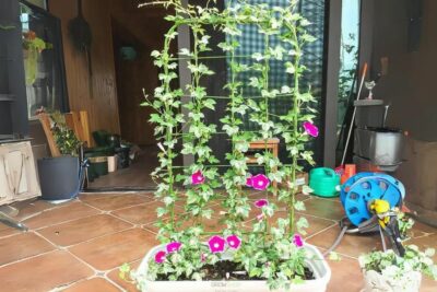 מתקן תמיה לצמחים הדליה דלועים - הדליית סוזי פרחים מטפסים חוצץ למרפסת