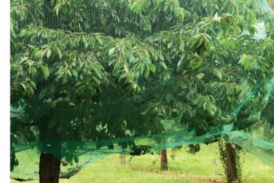 עץ מכוסה ברשת שמגינה עליו מפני ציפורים ועטלפים שאוכלים את הפירות והירקות - רשת ניילון 4X$ מטר