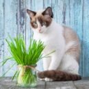 זרעי דשא חתולים להנבטה Cat Grass זרעי דשא חתולים לשיפור עיכול חתולים