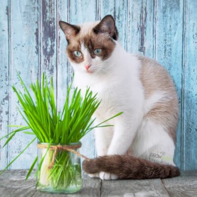 זרעי דשא חתולים להנבטה Cat Grass זרעי דשא חתולים לשיפור עיכול חתולים