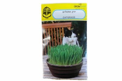 זרעים לגידול קנביס חתולים