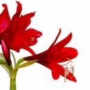 פקעת אמריליס Jersey lily RED