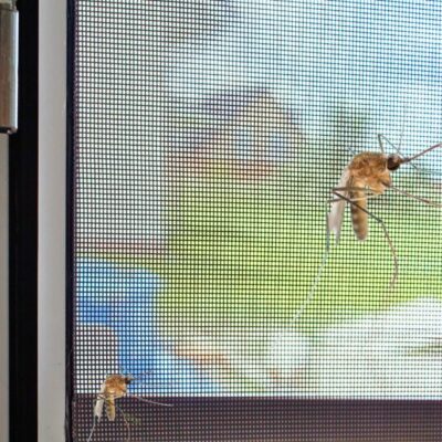 רשת יתושים בגליל DIY